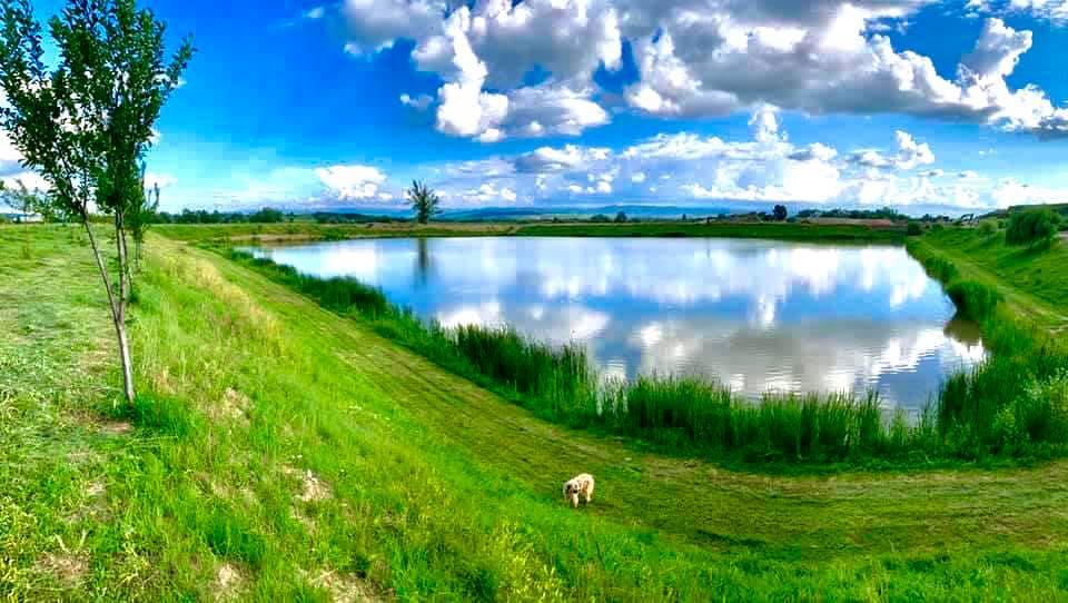 poaza cu Balta Pescaria Bucur