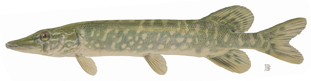 Northern Pike (Esox lucius)